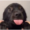 🤩 Эмодзи «dog memes» для Telegram