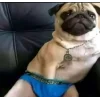 🤩 Эмодзи «dog memes» для Telegram