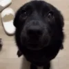 🤩 Эмодзи «dog memes» для Telegram