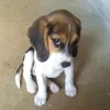 🤩 Эмодзи «dog memes» для Telegram