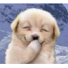 🤩 Эмодзи «dog memes» для Telegram