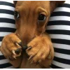 🤩 Эмодзи «dog memes» для Telegram