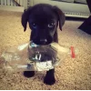 🤩 Эмодзи «dog memes» для Telegram