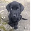 🤩 Эмодзи «dog memes» для Telegram