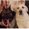 🤩 Эмодзи «dog memes» для Telegram
