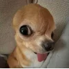 🤩 Эмодзи «dog memes» для Telegram