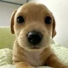 🤩 Эмодзи «dog memes» для Telegram