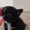 🤩 Эмодзи «dog memes» для Telegram