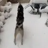 🤩 Эмодзи «dog memes» для Telegram