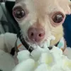 🤩 Эмодзи «dog memes» для Telegram