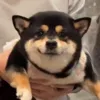 🤩 Эмодзи «dog memes» для Telegram