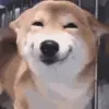 🤩 Эмодзи «dog memes» для Telegram