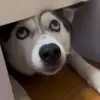 🤩 Эмодзи «dog memes» для Telegram