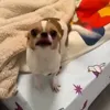 🤩 Эмодзи «dog memes» для Telegram