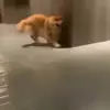 🤩 Эмодзи «dog memes» для Telegram
