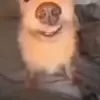 🤩 Эмодзи «dog memes» для Telegram