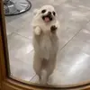 🤩 Эмодзи «dog memes» для Telegram