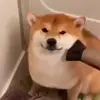 🤩 Эмодзи «dog memes» для Telegram