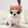 🤩 Эмодзи «dog memes» для Telegram