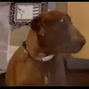🤩 Эмодзи «dog memes» для Telegram