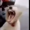 🤩 Эмодзи «dog memes» для Telegram