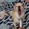 🤩 Эмодзи «dog memes» для Telegram
