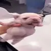 🤩 Эмодзи «dog memes» для Telegram