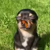 🤩 Эмодзи «dog memes» для Telegram