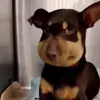 🤩 Эмодзи «dog memes» для Telegram