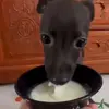 🤩 Эмодзи «dog memes» для Telegram