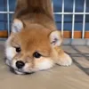 🤩 Эмодзи «dog memes» для Telegram