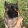 🤩 Эмодзи «dog memes» для Telegram