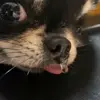 🤩 Эмодзи «dog memes» для Telegram