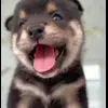 🤩 Эмодзи «dog memes» для Telegram