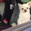 🤩 Эмодзи «dog memes» для Telegram