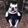 🤩 Эмодзи «dog memes» для Telegram