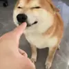 🤩 Эмодзи «dog memes» для Telegram
