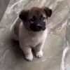 🤩 Эмодзи «dog memes» для Telegram