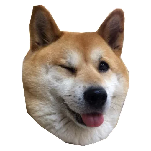 🐶 Стикер «Doge» для Telegram