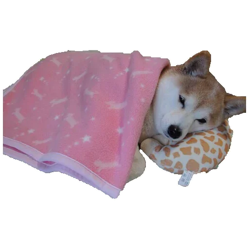 🐶 Стикер «Doge» для Telegram