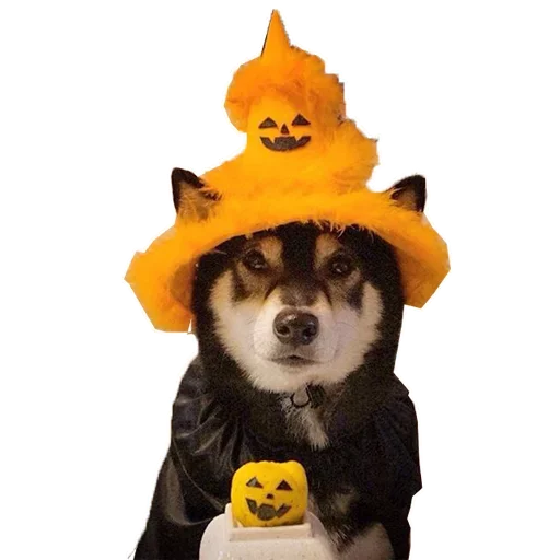 🐶 Стикер «Doge» для Telegram