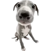 🐾 Эмодзи «Питомцы» для Telegram