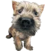 🐾 Эмодзи «Питомцы» для Telegram