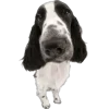 🐾 Эмодзи «Питомцы» для Telegram