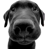 🐾 Эмодзи «Питомцы» для Telegram
