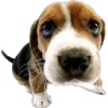 🐾 Эмодзи «Питомцы» для Telegram