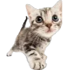🐾 Эмодзи «Питомцы» для Telegram