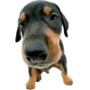 🐾 Эмодзи «Питомцы» для Telegram