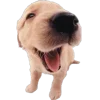 🐾 Эмодзи «Питомцы» для Telegram