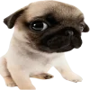 Стикерпак Doggy для Telegram
